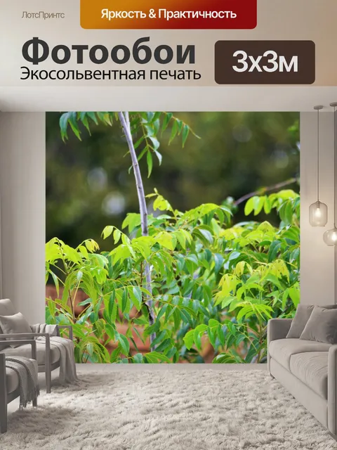Фотообои ветви пекан орехового дерева