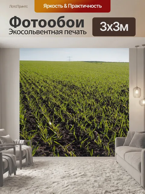 Фотообои Пшеница
