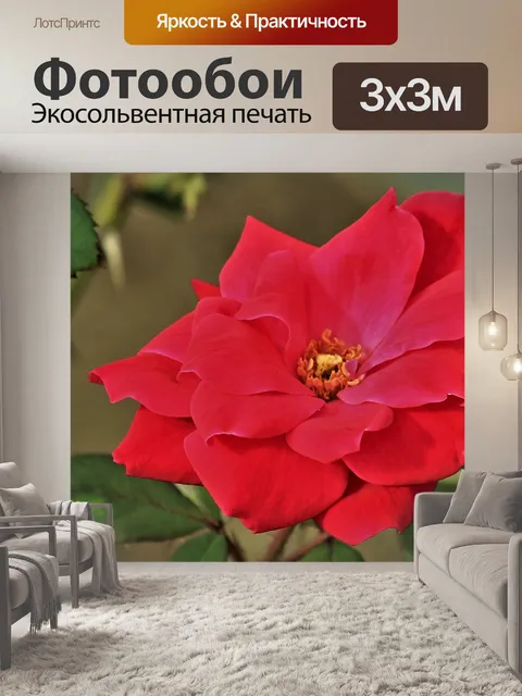 Фотообои Бархатистая красная роза крупным планом