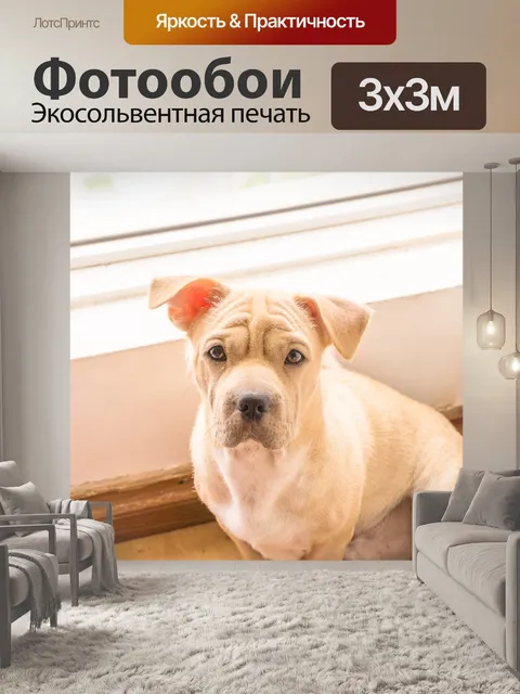 Фотообои Собака