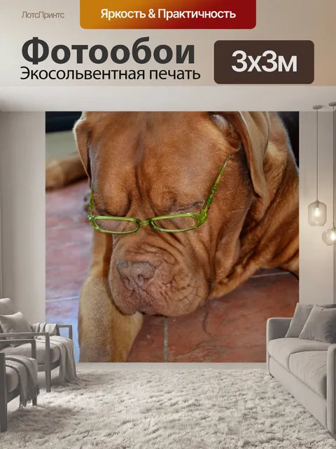 Фотообои Мода собаки