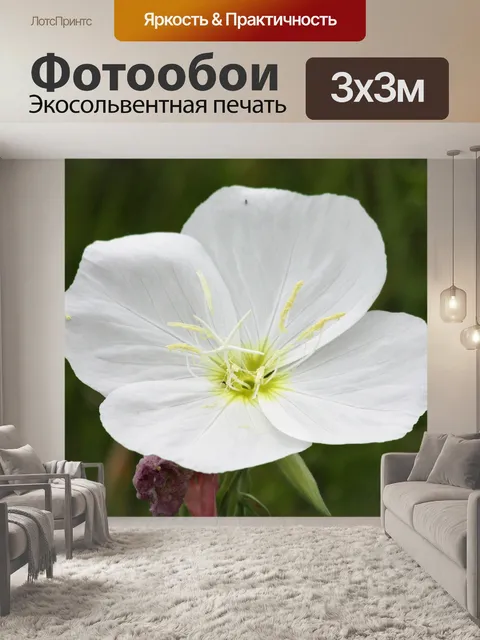 Фотообои Белый Вечер Примула Уайлдфлауэр
