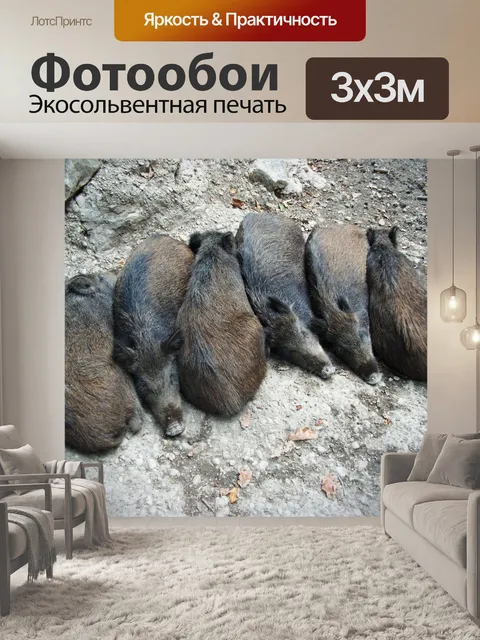 Фотообои Кабан