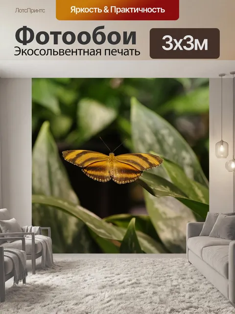 Фотообои Бабочка
