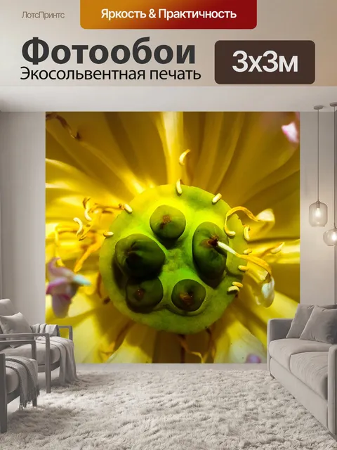 Фотообои цветок лотоса