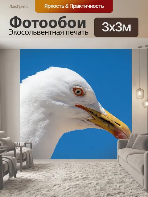 Фотообои Чайка
