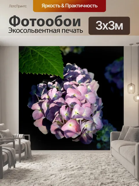 Фотообои Фиолетовая гортензия на черном