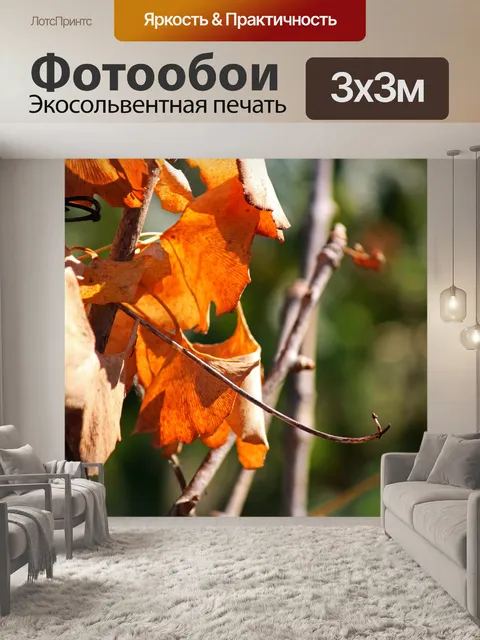 Фотообои листья гинкго билоба, конец лета