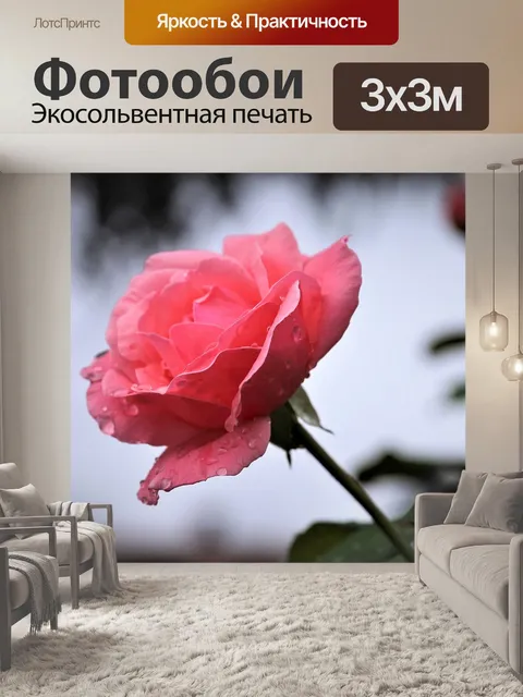 Фотообои Розовая роза