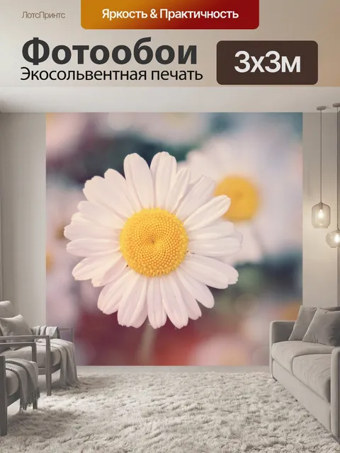 Фотообои Цветы ромашки цветут луговые