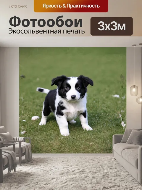 Фотообои **щенок, бордер-колли, пятнистый**