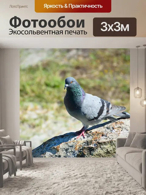 Фотообои Голубь