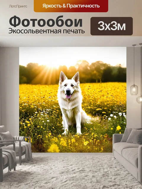 Фотообои белая овчарка в поле под солнечным светом, окруженная цветами