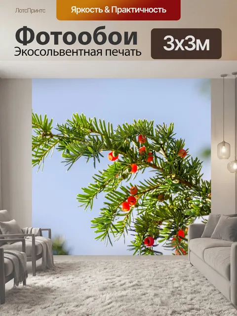 Фотообои Зеленая ветка иглы