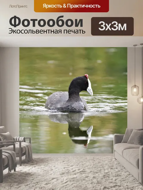 Фотообои Птица