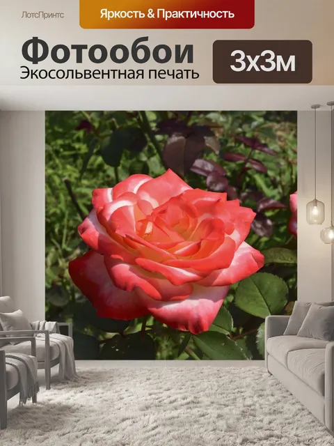 Фотообои Роза