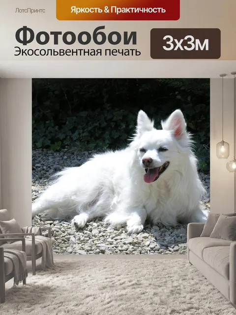 Фотообои Собака