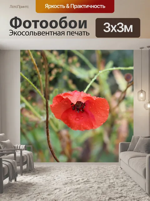 Фотообои Красный мак