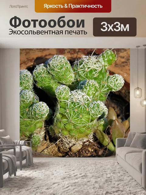 Фотообои Кактус
