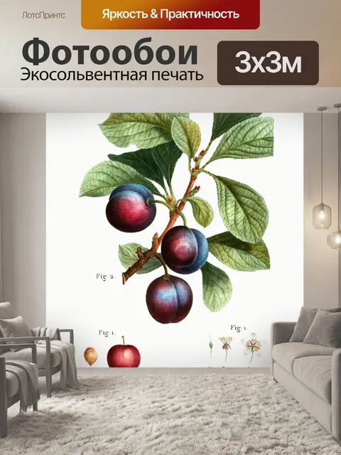 Фотообои Сливы марочные