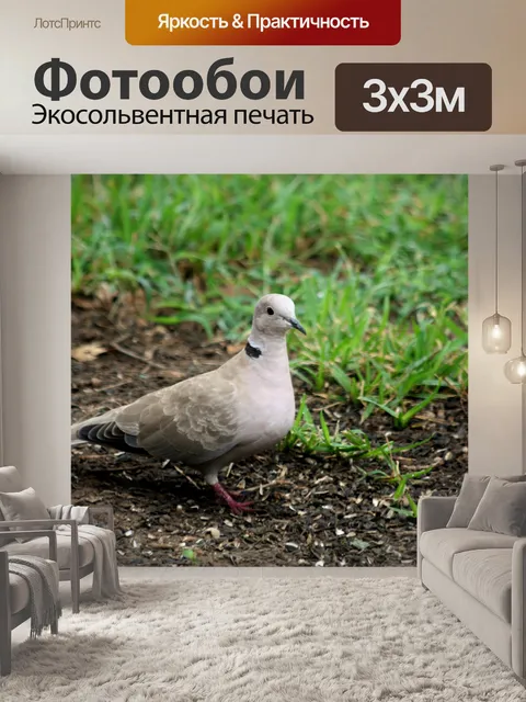Фотообои Евразийская колючая голубь в траве