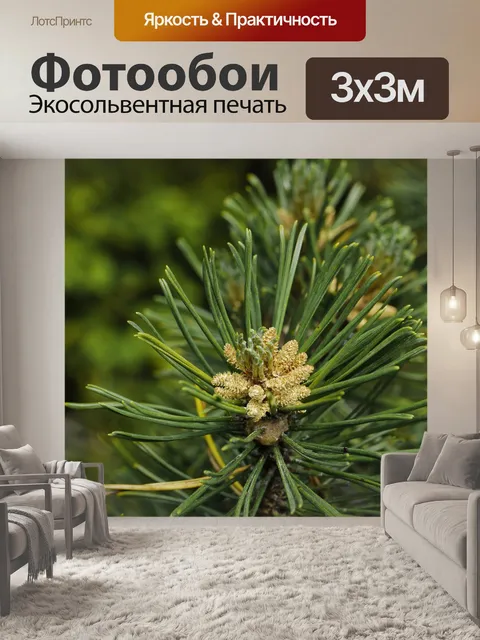 Фотообои Прибыть