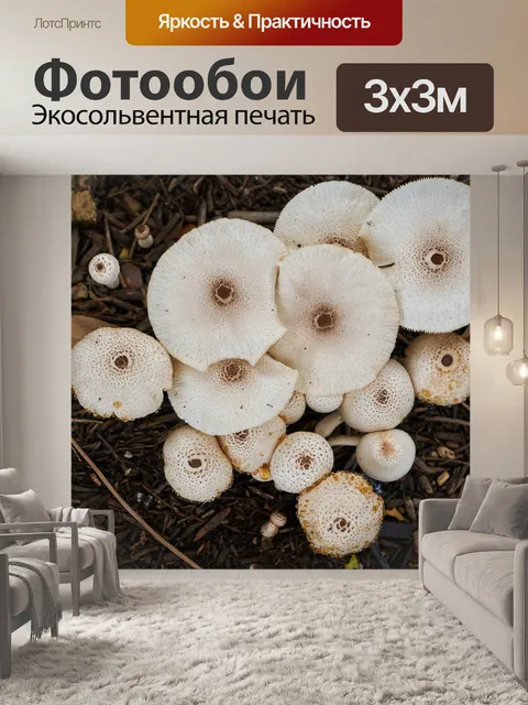 Фотообои Гриб