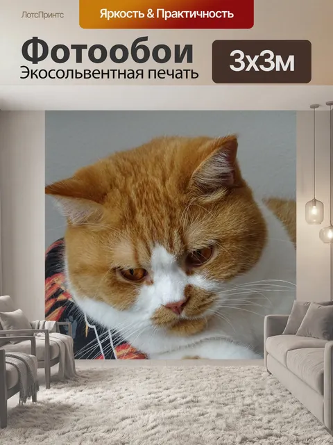 Фотообои Рыжий британский кот