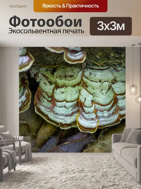 Фотообои Полочный грибок