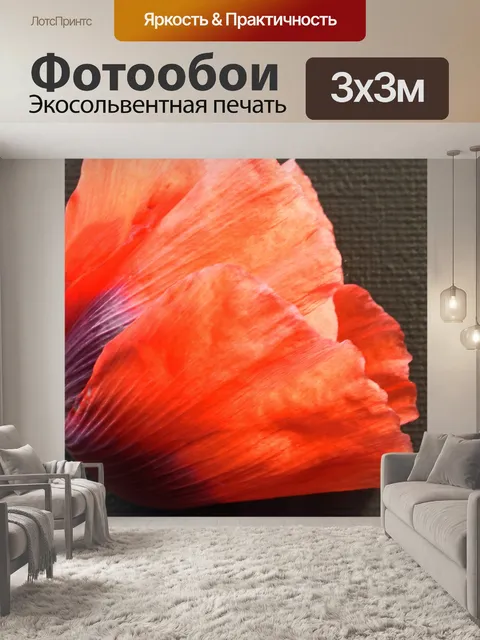Фотообои красный цветок мака на черном фоне