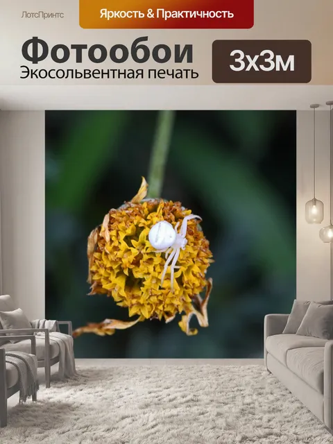 Фотообои белый цветок крабовый паук
