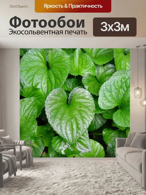 Фотообои Домашнее растение