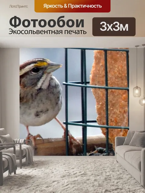 Фотообои Желто-бонапартов камышевки