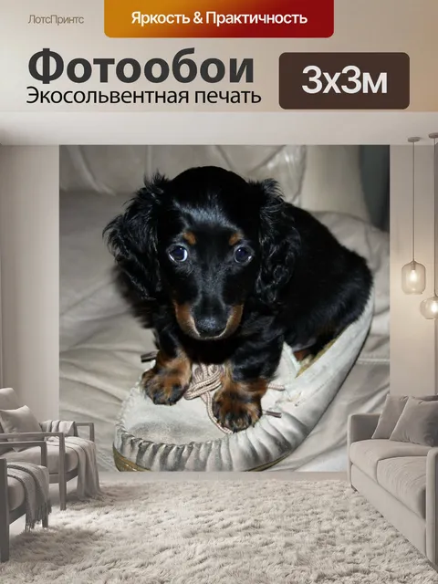 Фотообои Такса