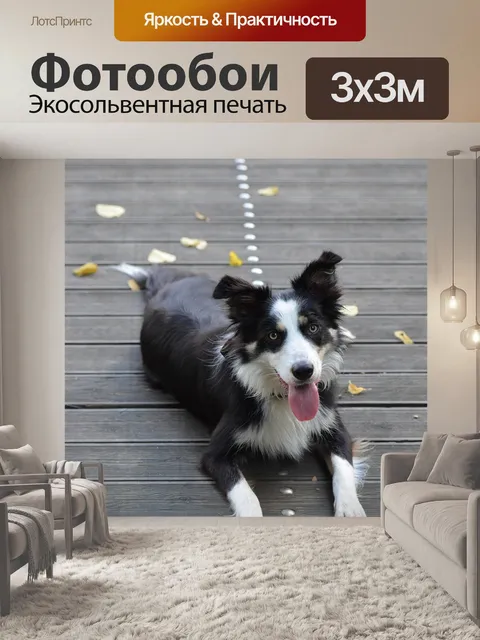 Фотообои Бордер-колли