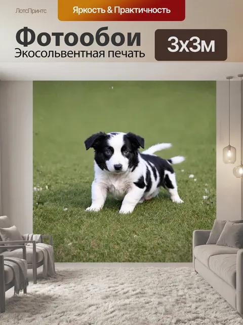 Фотообои **щенок, бордер-колли, пятнистый**