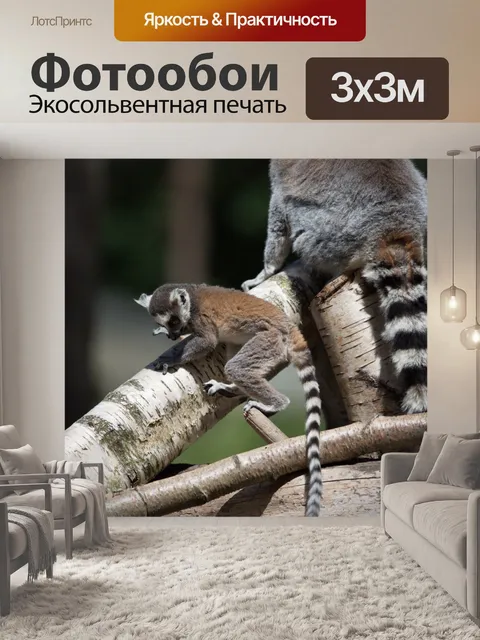 Фотообои Кошачий лемур