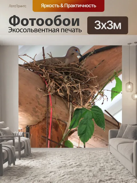 Фотообои Голубь