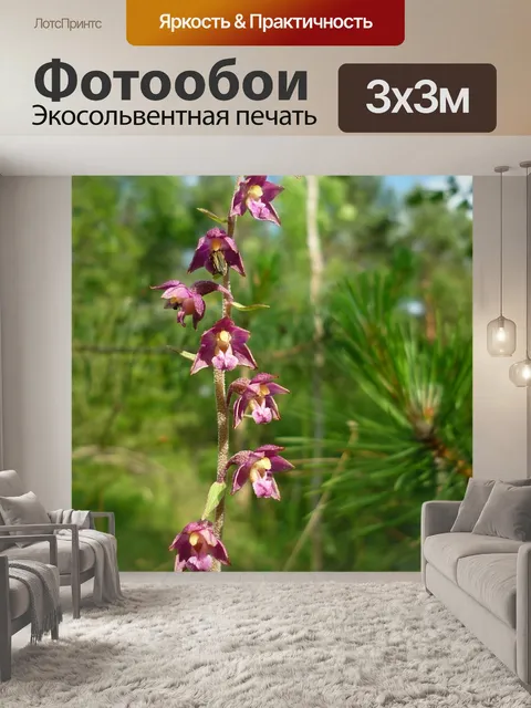 Фотообои Коричневато-красный зверобой