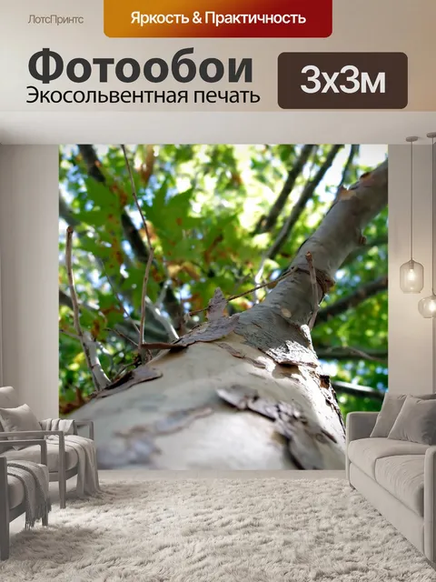 Фотообои Осень, осень дерево