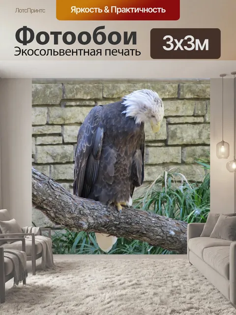 Фотообои Белоголовый орлан на насесте
