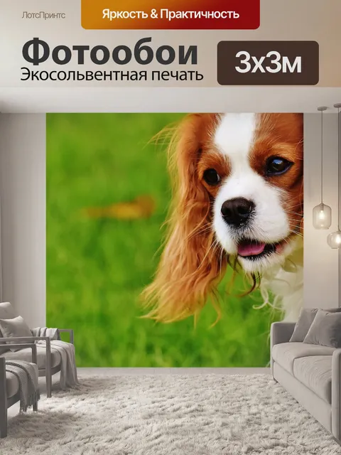 Фотообои Собака