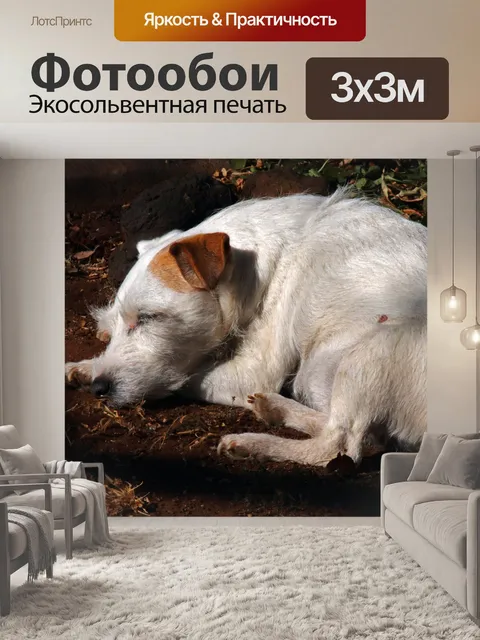 Фотообои белые Парсонс Джек Рассел спит