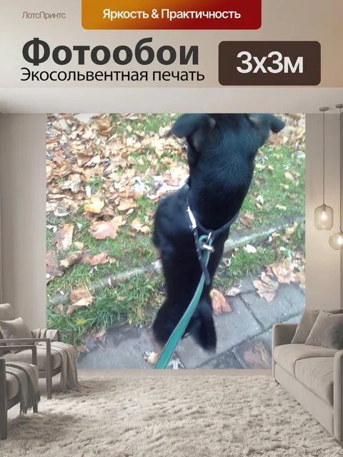 Фотообои Собака на двух ногах