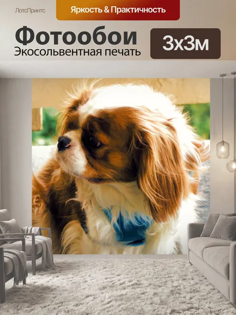 Фотообои Кинг Чарльз спаниель