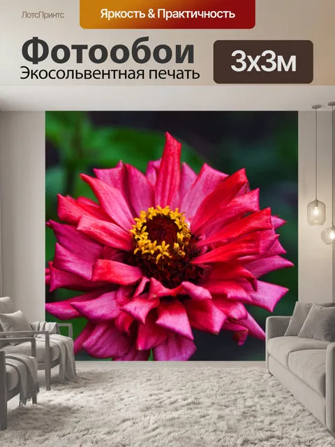 Фотообои Цинния цветок