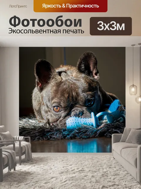 Фотообои Собака