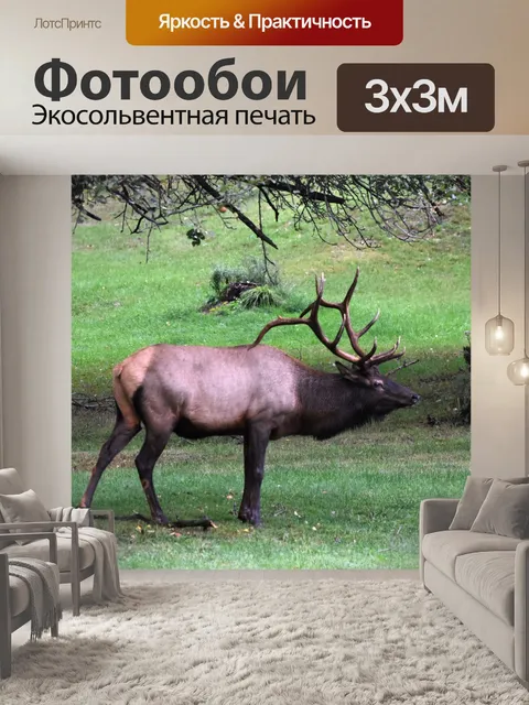 Фотообои Большой бык лось