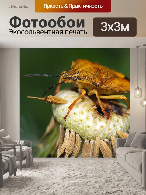 Фотообои Черепашки