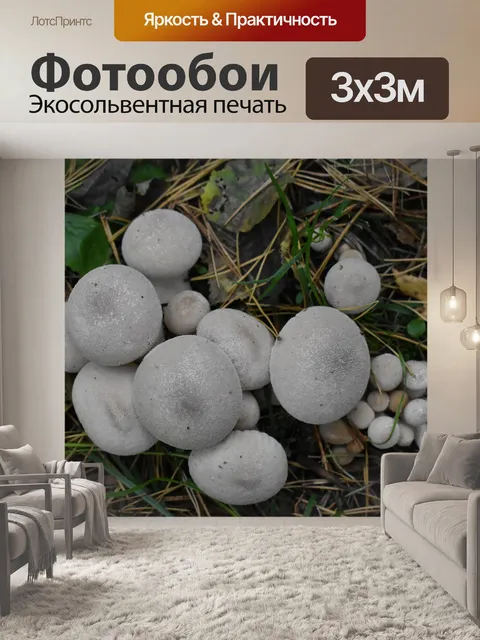 Фотообои Грибы